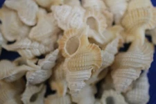 MAPLE LEAF SEASHELLS,collectibles,upscale craft supply,beach weddings,gifts