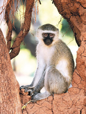 Wildlife * Zoo Postkarte *  Südliche Grünmeerkatze   ** VERVET  MONKEY  Postcard