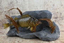 Amazing Stuffed 10" Perch w/ trophy insect Taxidermy Fish Cabin Decor
