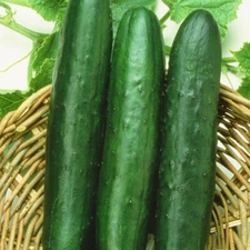 Sweet Slice Cucumber: 10 Seeds