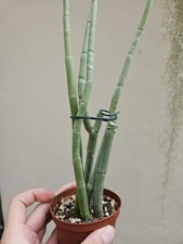 Ceropegia dichotoma - Succulent