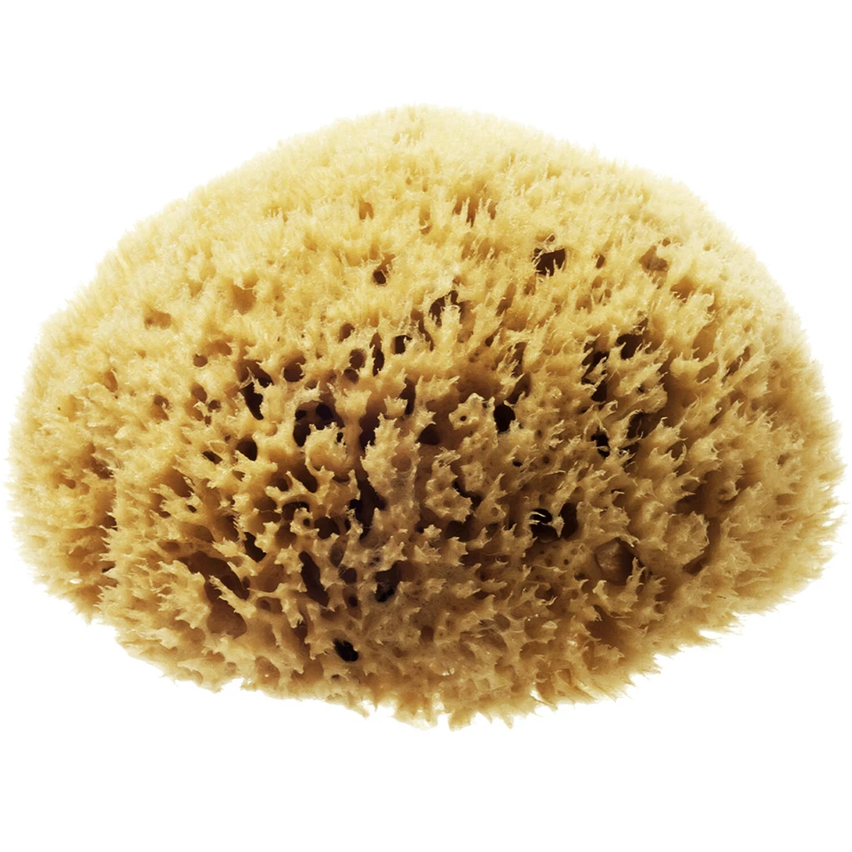 HYDRÉA LONDON Premium Natural Sea Sponge - Ultra-Soft for Bathing, Medium Size 5" to 5 1/2"