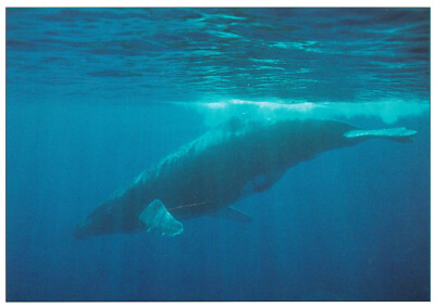 Ansichtskarte: Buckelwal unter Wasser - diving Humpback Whale