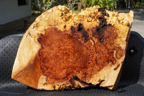 Gold AMBOYNA BURL LUMBER Live Edge Wood Natural Slab DIY Resin Epoxy Table Top  - Picture 1 of 9