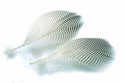 Teal Flank Natural Feathers by Veniard, Fly Tying Materials