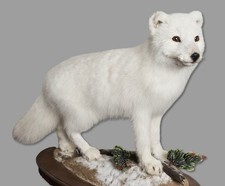 Taxidermy Arctic Fox Real Stuffed Standing mount Animal Mammal Home Decor