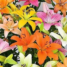 Winter pretty imported Asiatic lily Lilium Flower Bulbs pack of 2 bulbs