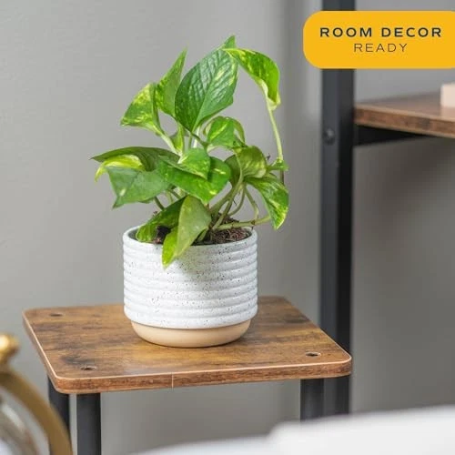 Live Plant, Easy Care Vining Live Indoor 8-Inches Tall Indoor Plant Pot Pothos - Image 2 of 4