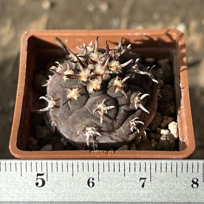 17-459. Gymnocalycium spegazzinii v. unguispinum SL-44b (Own rooots) | eBay