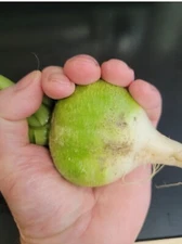 Japanese Wasabi Radish Seeds Pack Of 20