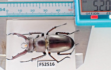 F52516. Unmounted insects,Lucanidae: LUCANUS ANGUSTICORNIS sp. Vietnam North