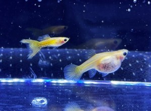 Glass Guppy | eBay