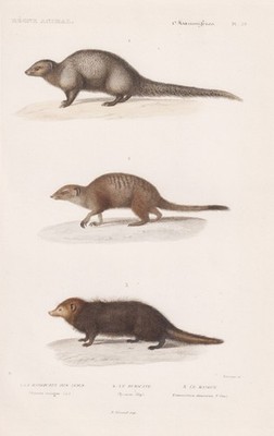 Viverra Erdmännchen meerkats Mungo India Indien engraving Stahlstich Cuvier 1849