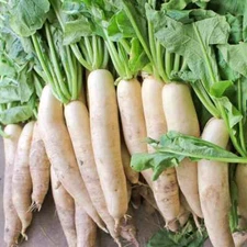 Daikon Radish Seeds, 5 LB, Deer Food Plot, Extremely Large Radish, FREE SHIPPING