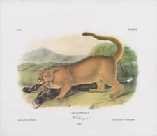 1989 Audubon Vintage "Cougar" Hunting & Taking Prey Mammal Color Art Lithograph