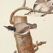 Audubon Bird Print 1890 Antique Original Lithograph 6X9 White Breasted Nut Hatch