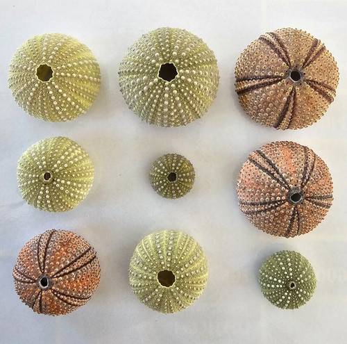 Collection of sea Urchin with out spikes 9 in total Red and Green