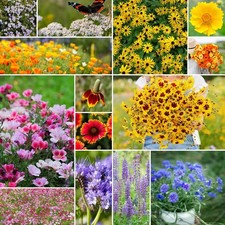 Eden Brothers Bird Butterfly Wildflower Mixed Seeds for 1/4 Pound,