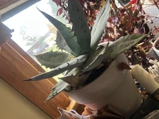 butterfly AGAVE live indoor house plants