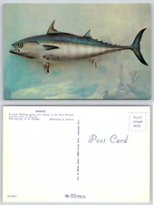 Bonito Fish Postcard AF1055