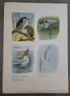 NIGHT GREAT BLUE HERON HERRING GULL COMMON TERN Louis A. Fuertes 1918 Bird Print