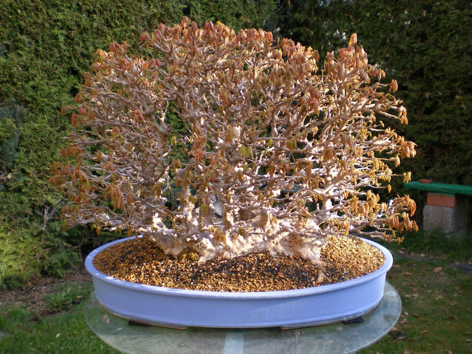 BONSAIalter japanischer Dreispitzahorn als Floßform 92 Jahre alt Solitär eBay