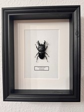 Echter Hirschkäfer Käfer Dorcus alcides Rahmen Sammeln Deko Entomologie Geschenk