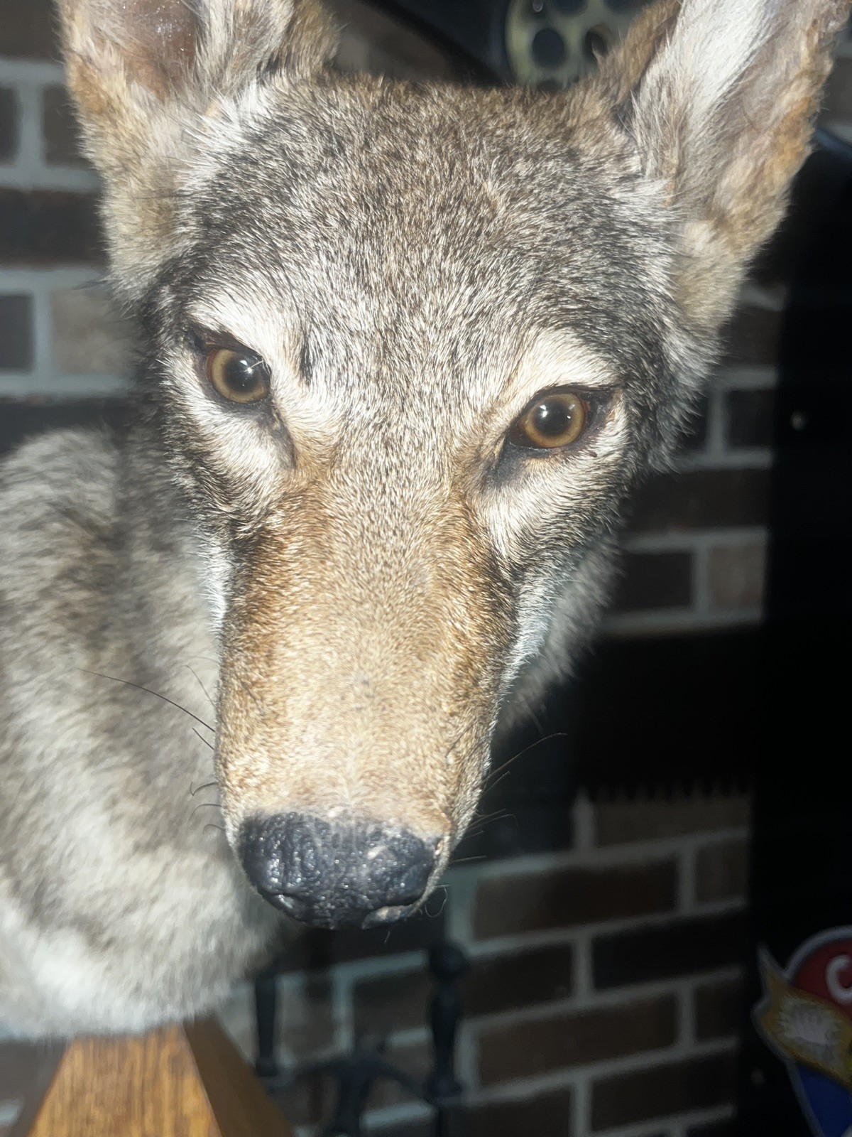 East Tennessee Coyote Taxidermy Shoulder Mount on Hardwood Base