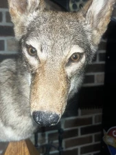 East Tennessee Coyote Taxidermy Shoulder Mount on Hardwood Base