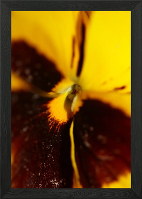 Viola Blume Violaceae Gerahmtes Wandbild Poster Leinwanddruck Bild