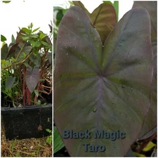 5 Black Magic Taro,   Free Ship 5 plants.bog plant, pond plant,