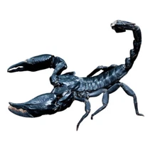 REAL Heterometrus laoticus Big Black Forest Emperor Scorpion Unmounted in USA