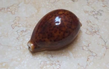 F Cypraea pantherina RED COLOR super  glossy red sea shell F++++ F+++ 78.8mm