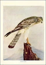 1900 Vintage Print MARSH HAWK Bird Perch North America Northern Hen Harrier
