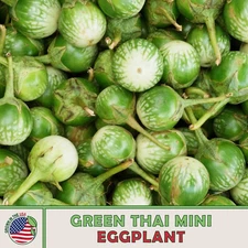 20 Green Thai Mini Eggplant Seeds, Solanum macrocarpon, Non-GMO, Genuine USA