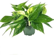 Devil's Ivy Pothos Plant - Live Plant in a 6 Inch Pot - Epipremnum Aureum