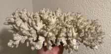 Weiße Koralle, Korallenbaum, Korallenriff-Dekor 4,1 kg Aquarium Echt