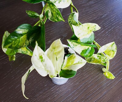 ROOTED 2+ Leaf Cutting Japanese Global Pothos Epipremnum Aureum Hi -  Variegated | eBay