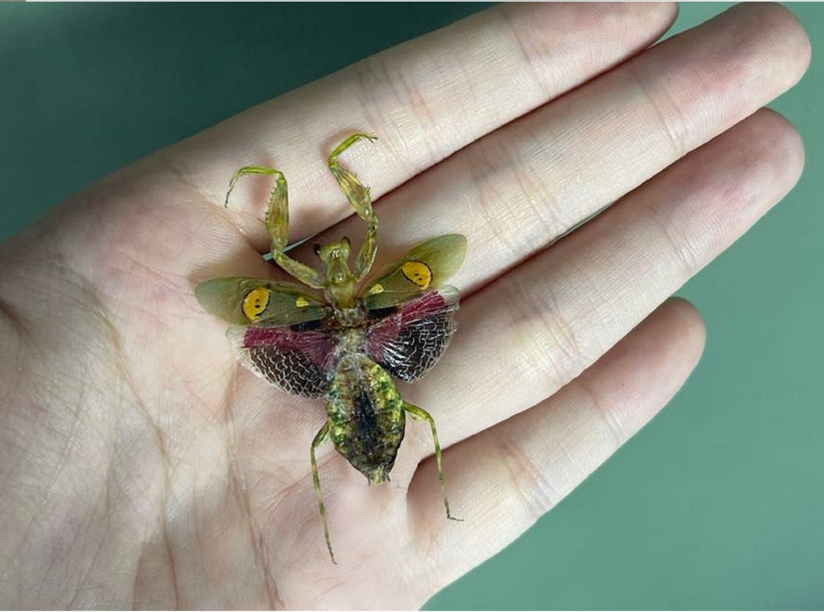 4pcs Taxidermy Praying Mantis Real Insect Bugs Entomology