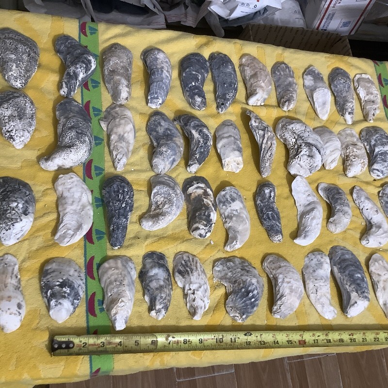 Lot of 44 Oyster Shells 3 3/4 To 6 Inch Long For Craft  Decoupage decoration