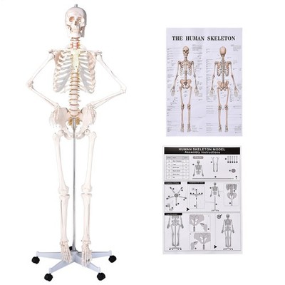 Human Skeleton Model for Anatomy, Anatomy Model, Physiology Bones, Skeletal Syst