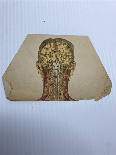 The New Modern Home Physician Inserts 1930’s Human Anatomy Maps - Picture 2 of 11