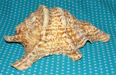 Vtg Large Roostertail Conch Shell Seashell Strombus Gallus Rooster 7 ½  x 4 ½ 