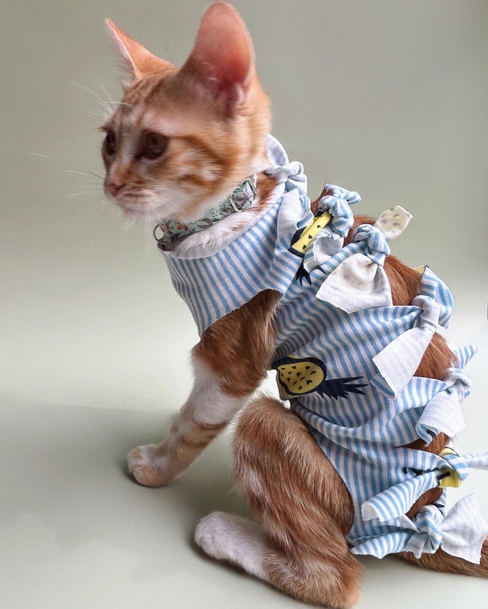Diy Cat Onesie Cat Spay Shirt Diy Cat Shirt Cat Spay Onesie Diy Cat Onesie  Cat Recovery Suit For, image size:961x1200