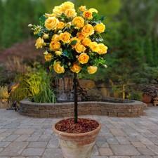 Pair of Yellow Rose Patio Standard Bare Roots