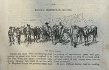 1880 Rocky Mountain Mules illustrated