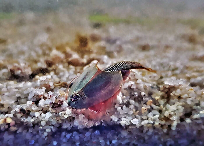 Triops Longicaudatus Arizona Zuchtansatz von Triops King - Bild 3 von 3