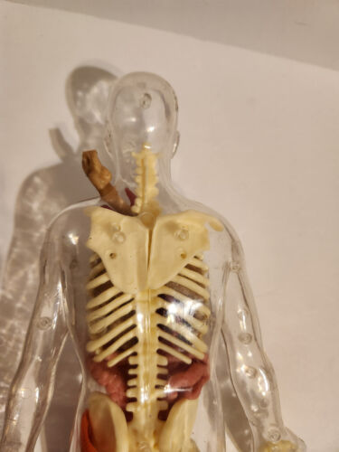 Human Body Educational Clear Plastic Anatomy Body Incomplete TA-17-406 - Picture 7 of 9