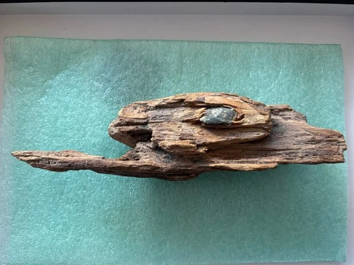 Dug Civil War .58 Bullet In Wood Bentonville Battlefield Plus Watering Bit Rare!