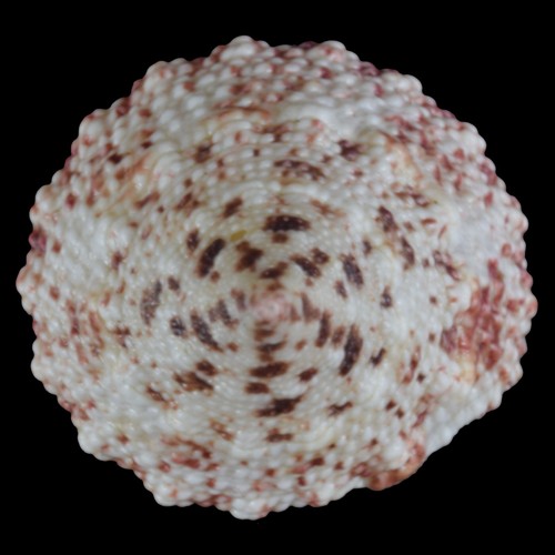 TROCHUS MACULATUS Pink (Nocnocan Isl., Philippines) 19.9mm #40021 - Picture 2 of 4
